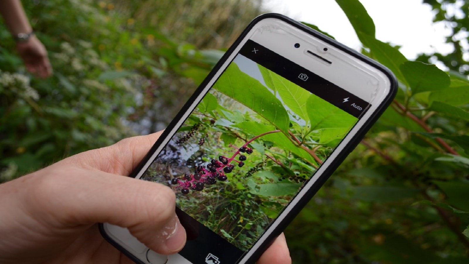 7 Aplicativos de Plantas Para Usar no Seu Smartphone