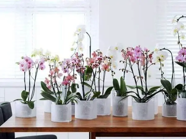 7 Dicas Essenciais para Cuidar de Orquídeas em Casa
