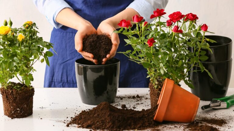 Plantar e Cuidar de Rosas em Casa: Um Guia Completo