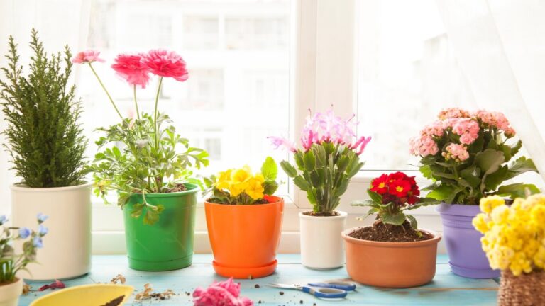 As 5 Flores mais Fáceis de Cultivar e Cuidar em Casa: Guia Rápido para Jardinagem