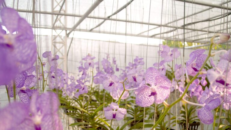 Como Cultivar e Plantar Orquídeas com Hidroponia