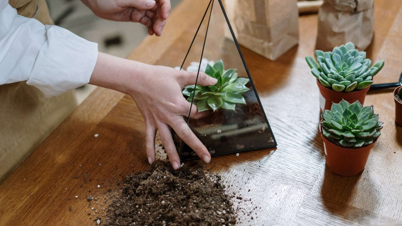 Tudo Sobre Suculentas - 10 Dicas para Plantar e Cuidar com Sucesso