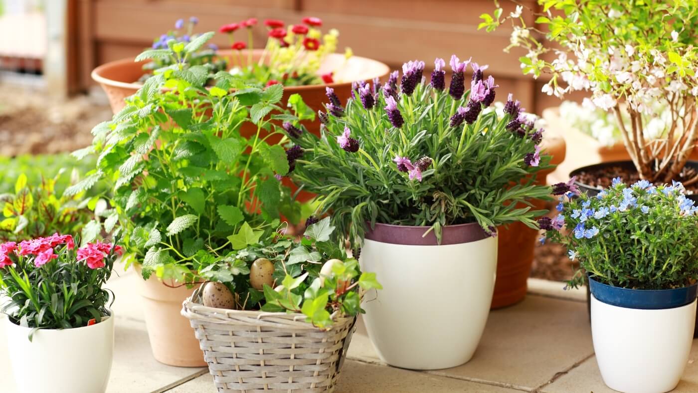 Flores Ornamentais - Como escolher as melhores para o seu jardim