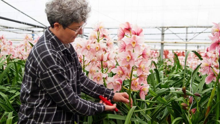 Qual a melhor forma de podar orquídeas: Guia prático e eficiente