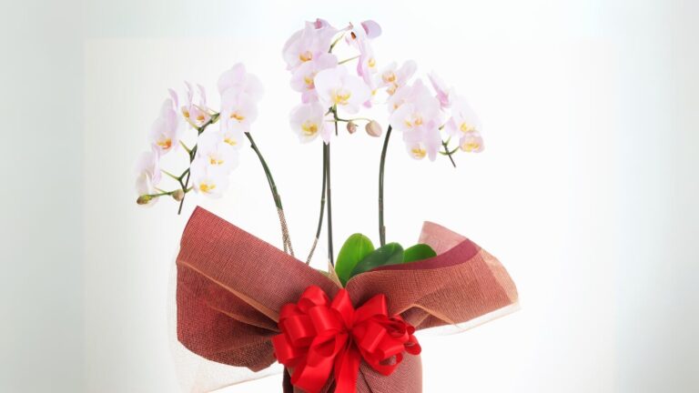 Qual é o Significado de Ganhar uma Orquídea