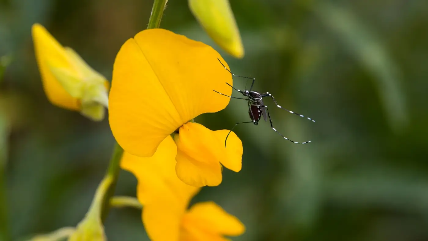 Crotalária: Combate efetivo ao mosquito da dengue?