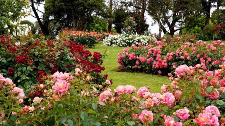 Plantar e cuidar de rosas: dicas essenciais para um jardim florido