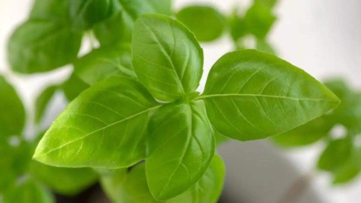 Benefícios da Alfavaca: Propriedades Medicinais e Culinárias