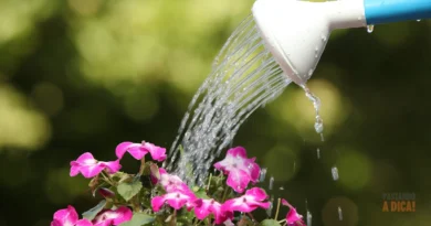 Regar Demais ou de Menos? Como Acertar na Irrigação das Suas Plantas