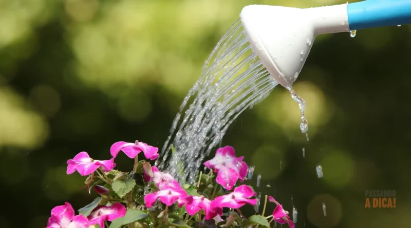 Regar Demais ou de Menos? Como Acertar na Irrigação das Suas Plantas