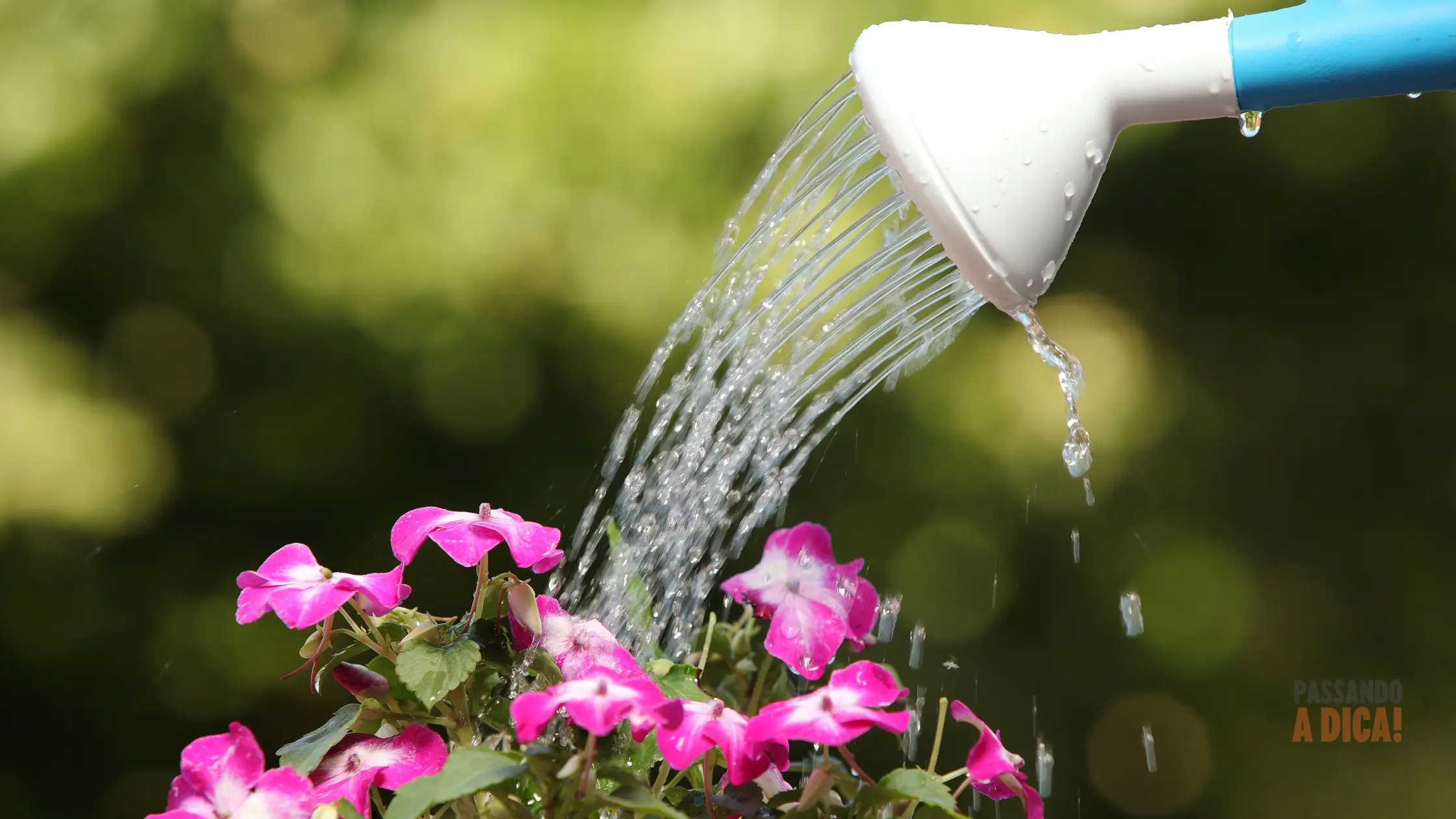 Regar Demais ou de Menos? Como Acertar na Irrigação das Suas Plantas
