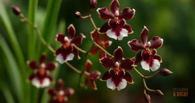 Flor com Cheiro de Chocolate? Conheça a Cosmos atrosanguineus e Aprenda a Cultivar em Casa