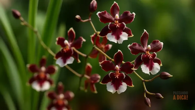 Flor com Cheiro de Chocolate? Conheça a Cosmos atrosanguineus e Aprenda a Cultivar em Casa
