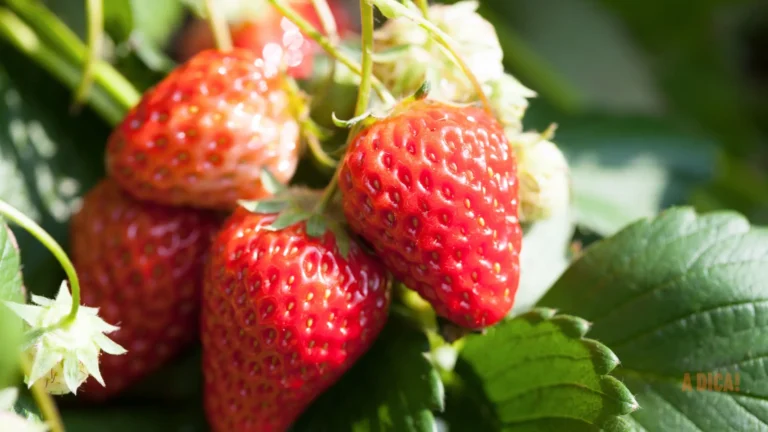 Como Plantar e Cuidar de Morangos em Casa: Guia Prático para Ter Frutas Fresquinhas o Ano Todo