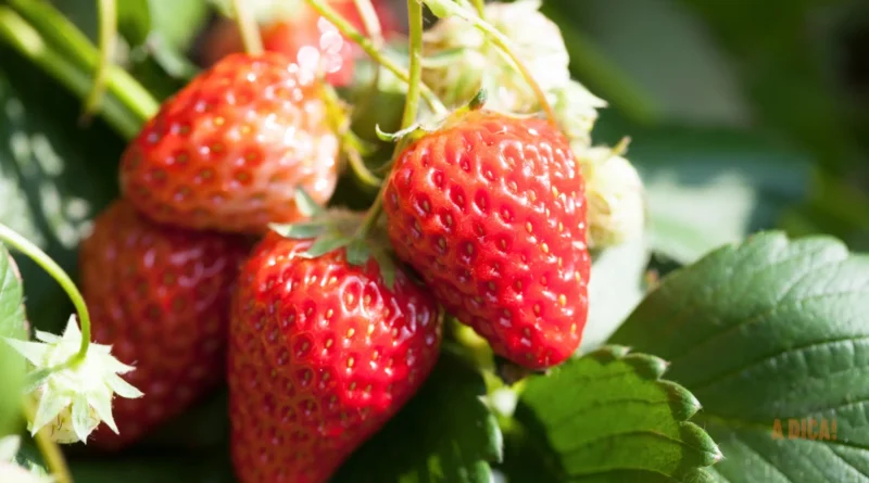 Como Plantar e Cuidar de Morangos em Casa: Guia Prático para Ter Frutas Fresquinhas o Ano Todo