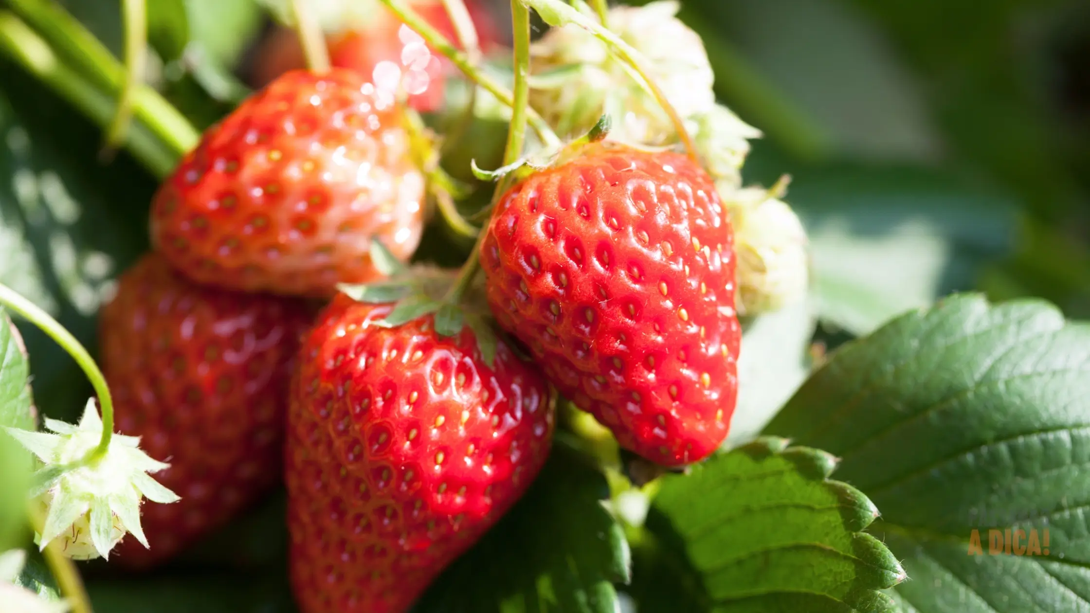 Como Plantar e Cuidar de Morangos em Casa: Guia Prático para Ter Frutas Fresquinhas o Ano Todo