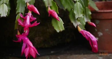 Flor-de-Maio: Guia Completo para Cuidar e Fazer Florir Todo Ano!