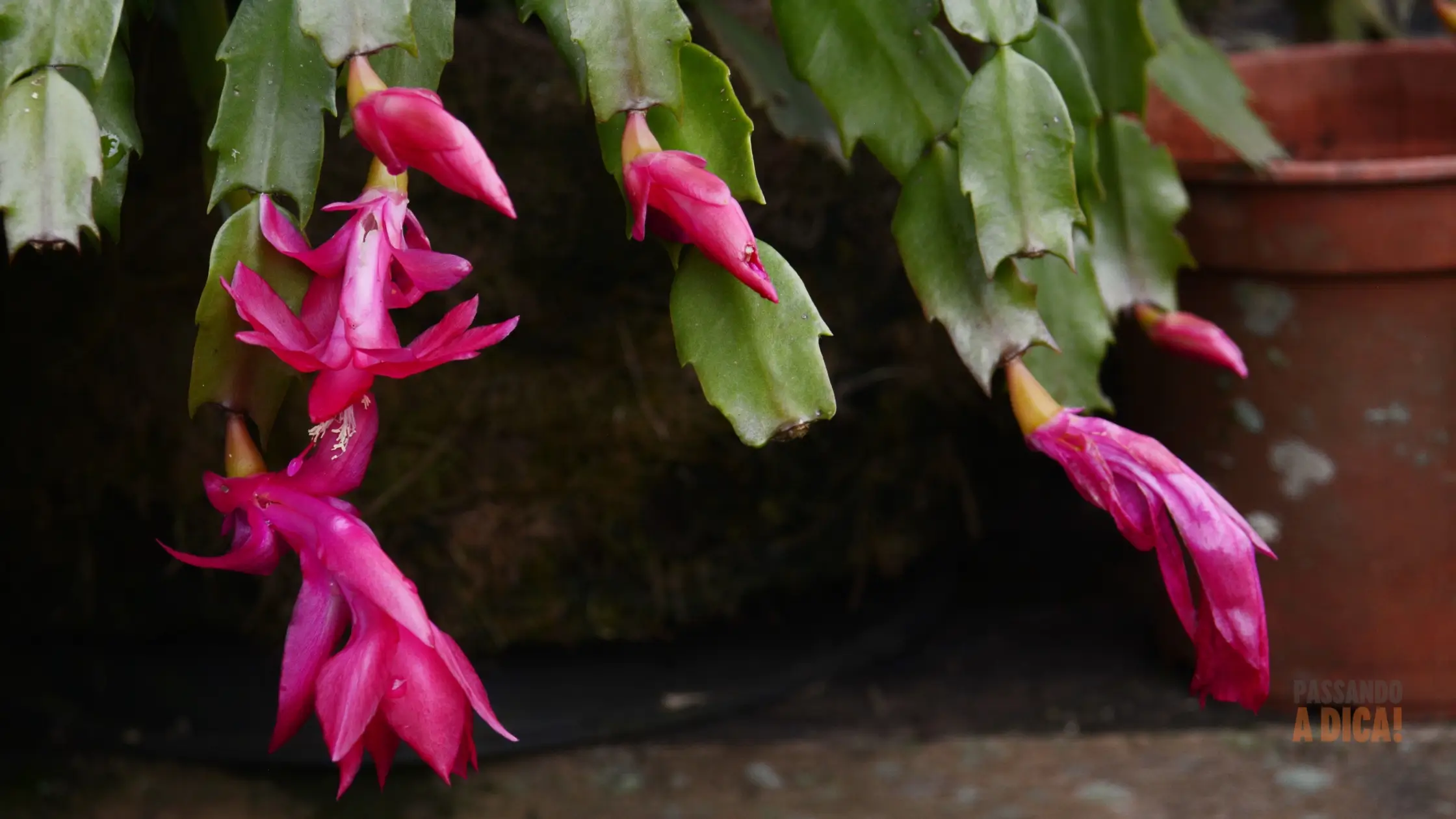 Flor-de-Maio: Guia Completo para Cuidar e Fazer Florir Todo Ano!