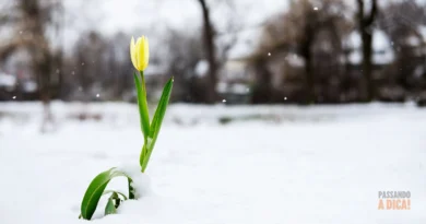 Guia Completo de Inverno: Como Suas Plantas Podem Sobreviver e Prosperar no Frio (Dentro e Fora de Casa)