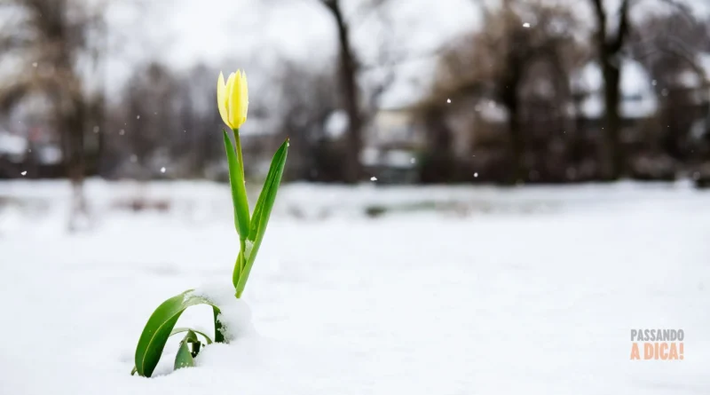 Guia Completo de Inverno: Como Suas Plantas Podem Sobreviver e Prosperar no Frio (Dentro e Fora de Casa)