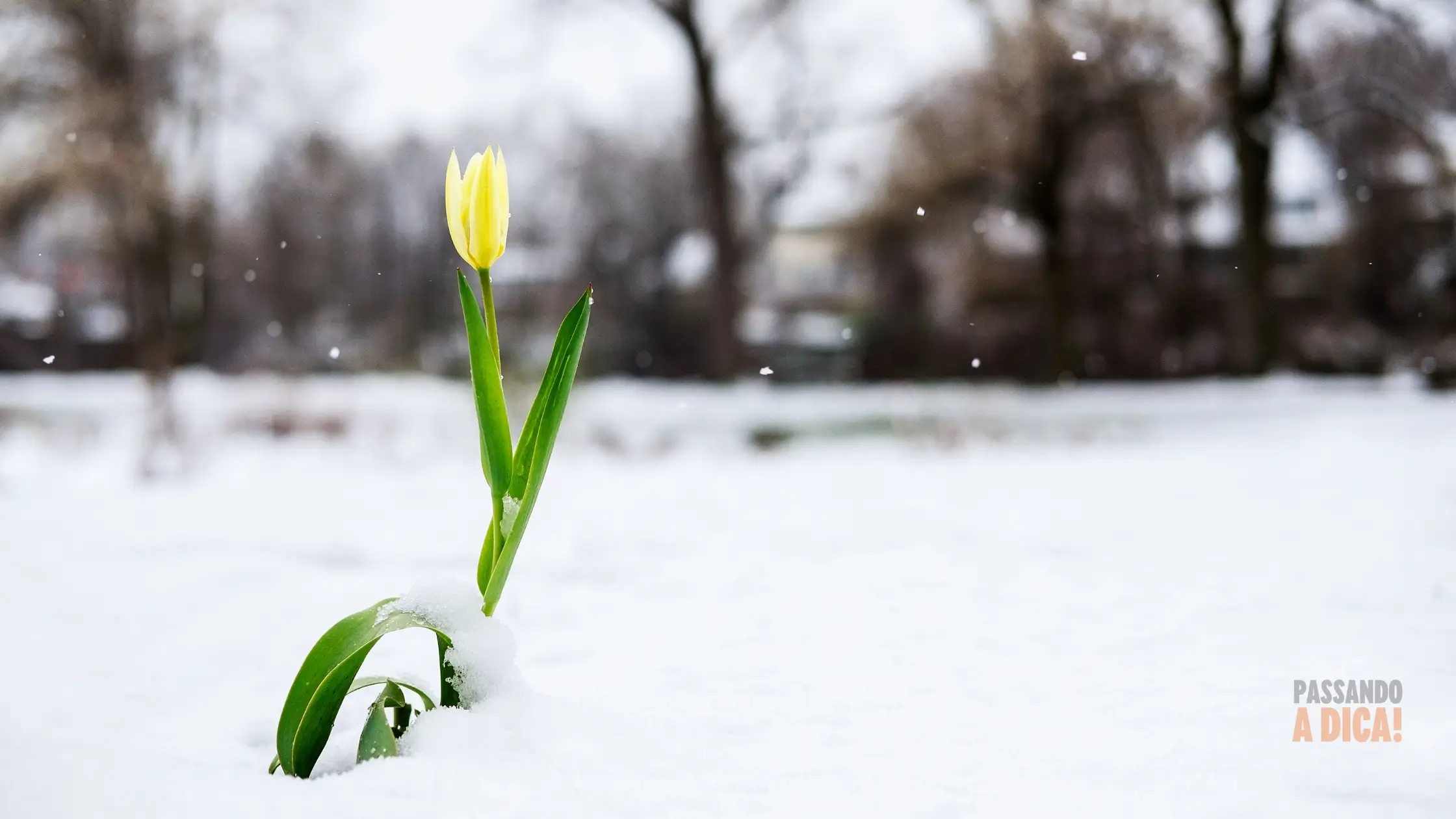 Guia Completo de Inverno: Como Suas Plantas Podem Sobreviver e Prosperar no Frio (Dentro e Fora de Casa)