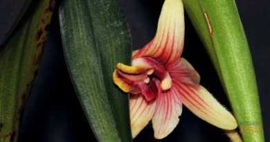Manchas Brancas nas Folhas de Orquídeas: Causas, Tratamentos e Como Prevenir