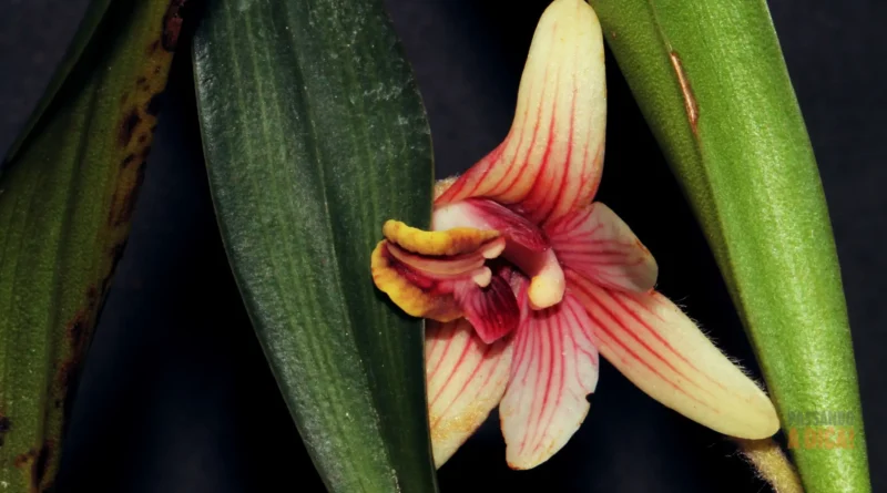 Manchas Brancas nas Folhas de Orquídeas: Causas, Tratamentos e Como Prevenir