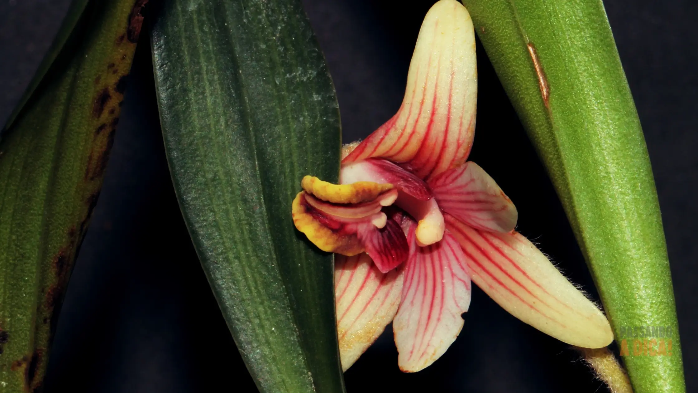 Manchas Brancas nas Folhas de Orquídeas: Causas, Tratamentos e Como Prevenir