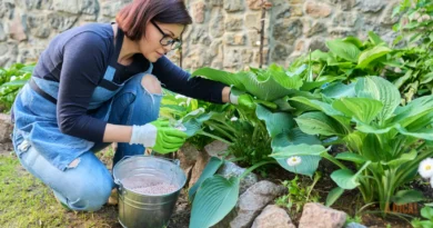 Adubo para Flores: O Guia Definitivo para Floradas Incríveis Dentro e Fora de Casa