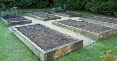 Horta de Inverno: O que Ainda Dá Tempo de Plantar em Junho/Julho para Colher no Frio