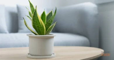 Inverno Aconchegante e Verde: 7 Plantas de Interior Perfeitas para a Estação Fria (e que Limpam o Ar!)