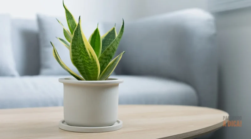 Inverno Aconchegante e Verde: 7 Plantas de Interior Perfeitas para a Estação Fria (e que Limpam o Ar!)