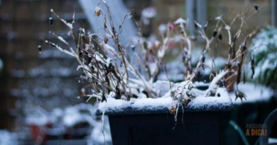 "Minha Planta Morreu ou Está Apenas Dormindo?": Entendendo a Dormência de Inverno