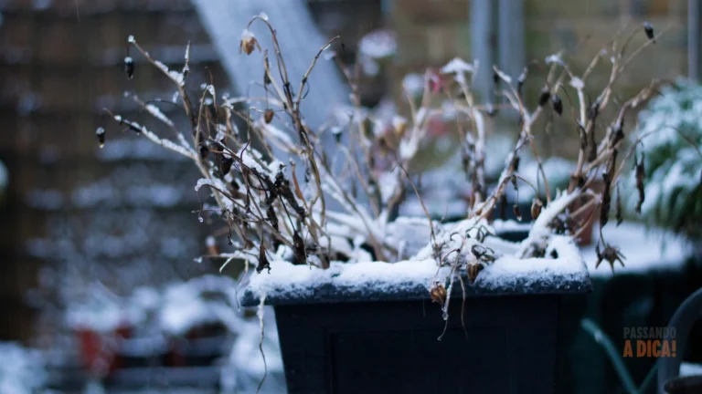 "Minha Planta Morreu ou Está Apenas Dormindo?": Entendendo a Dormência de Inverno