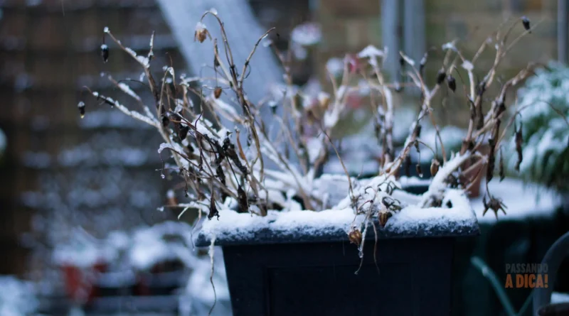 "Minha Planta Morreu ou Está Apenas Dormindo?": Entendendo a Dormência de Inverno