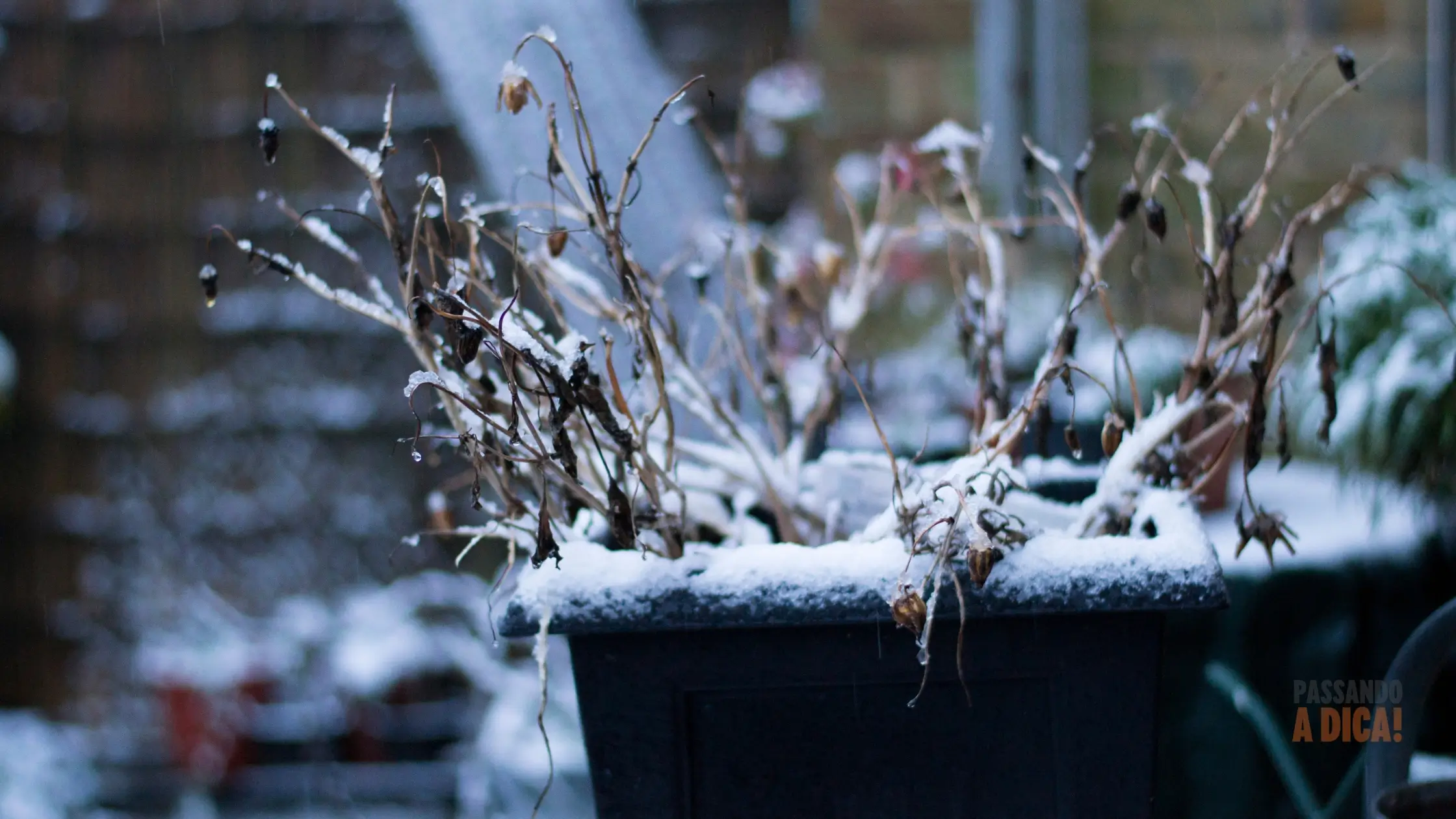 "Minha Planta Morreu ou Está Apenas Dormindo?": Entendendo a Dormência de Inverno