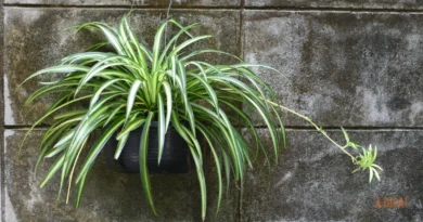 Planta-Aranha: O Filtro de Ar da NASA para sua Casa (Guia Completo)