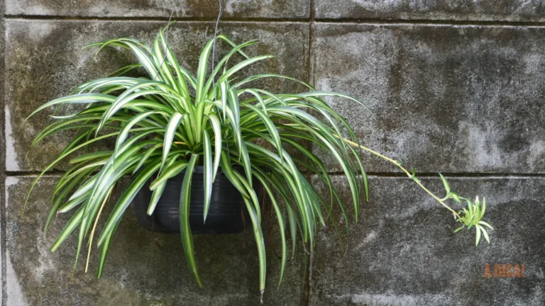 Planta-Aranha: O Filtro de Ar da NASA para sua Casa (Guia Completo)