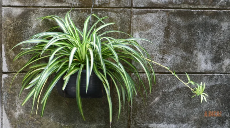 Planta-Aranha: O Filtro de Ar da NASA para sua Casa (Guia Completo)