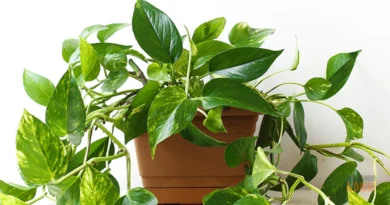 Planta Jiboia: A Super Planta que Purifica o Ar e Decora sua Casa (Guia Completo)