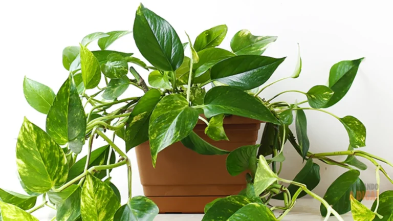 Planta Jiboia: A Super Planta que Purifica o Ar e Decora sua Casa (Guia Completo)