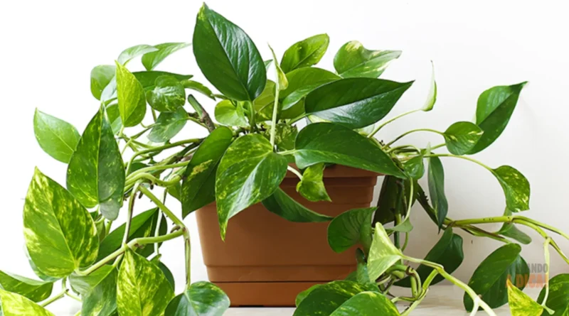 Planta Jiboia: A Super Planta que Purifica o Ar e Decora sua Casa (Guia Completo)