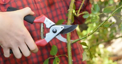 Poda de Inverno: O Guia Completo para um Jardim Exuberante na Primavera