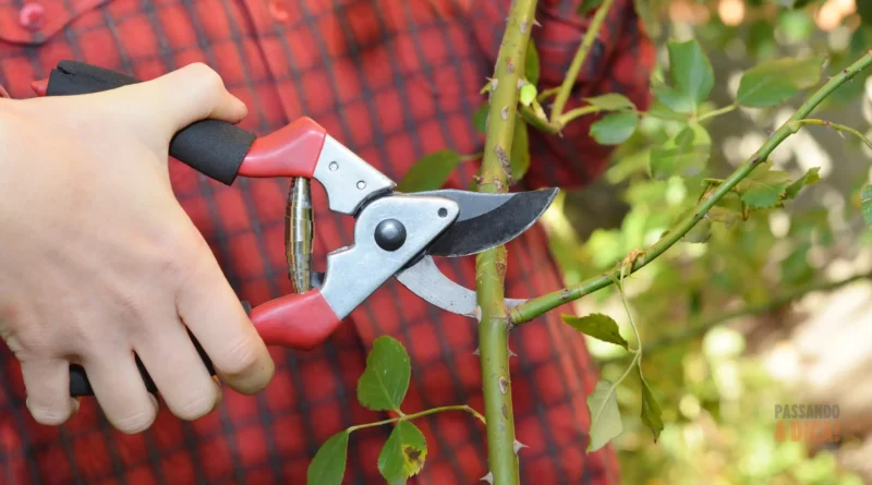 Poda de Inverno: O Guia Completo para um Jardim Exuberante na Primavera