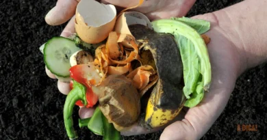 Compostagem em Apartamento: Guia Passo a Passo para Transformar 'Lixo' em Adubo de Ouro