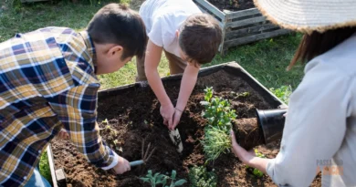 Horta de Inverno: O que Plantar em Julho e Agosto para uma Colheita Rápida