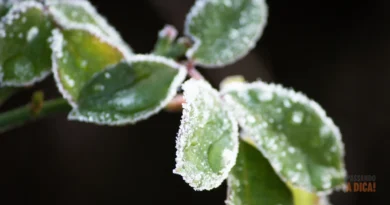 plantas que florescem no inverno