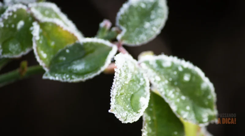 plantas que florescem no inverno