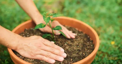 Jardinagem para Iniciantes: 5 Plantas 'Imortais' para Quem Acha que Mata Tudo (e Como Cuidar Delas)