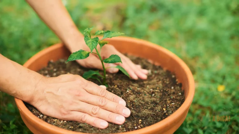 Jardinagem para Iniciantes: 5 Plantas 'Imortais' para Quem Acha que Mata Tudo (e Como Cuidar Delas)